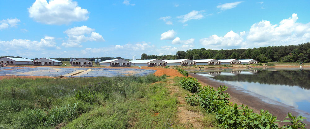 Swine-Farm-Photo-1